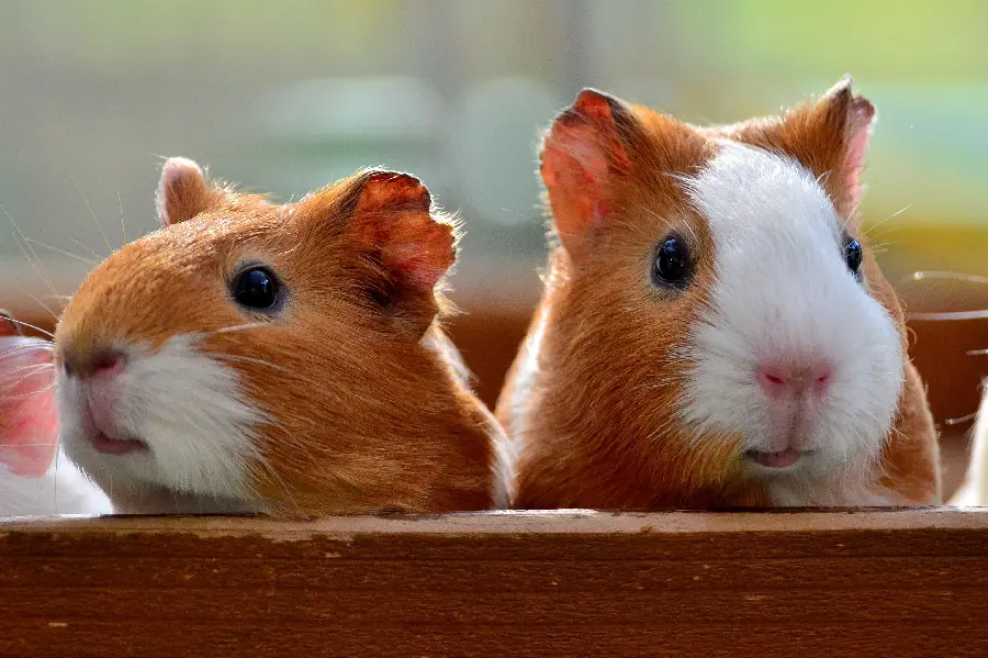  Fantastic photo of two guinea pigs and a piglet 