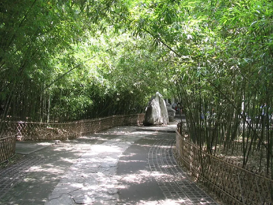 The most beautiful image of short and newly planted bamboo forests