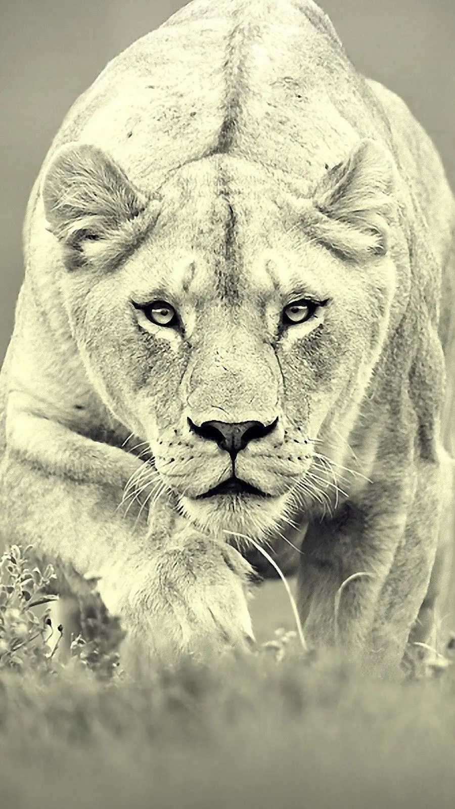 The best jungle lion wallpaper for the phone of strong and intelligent people