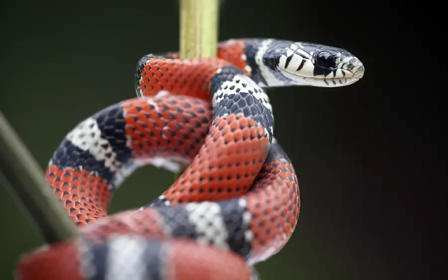Download a stunning portrait of a poisonous and dangerous braided snake