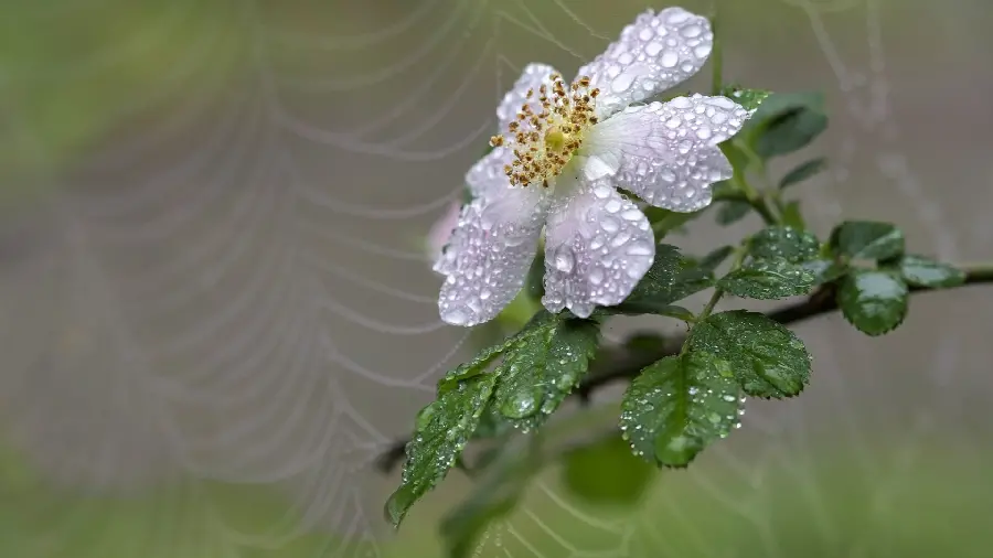 A heartwarming and amazing picture of a chamomile flower with raindrops