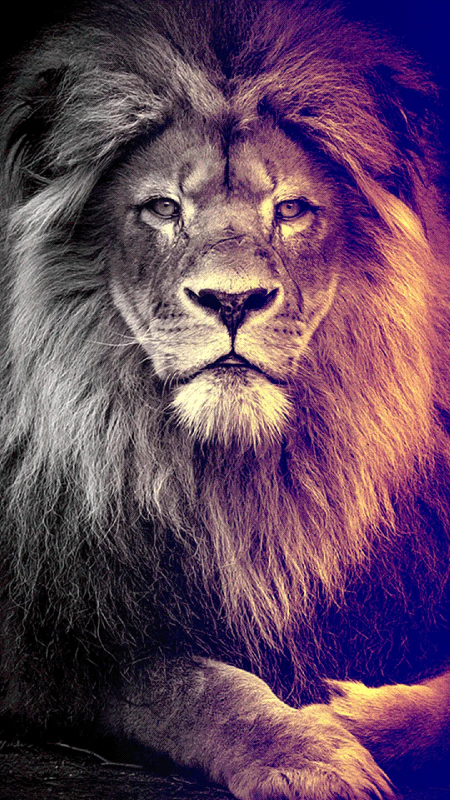 Lion background photo with black, white and orange filter suitable for the iPhone 13