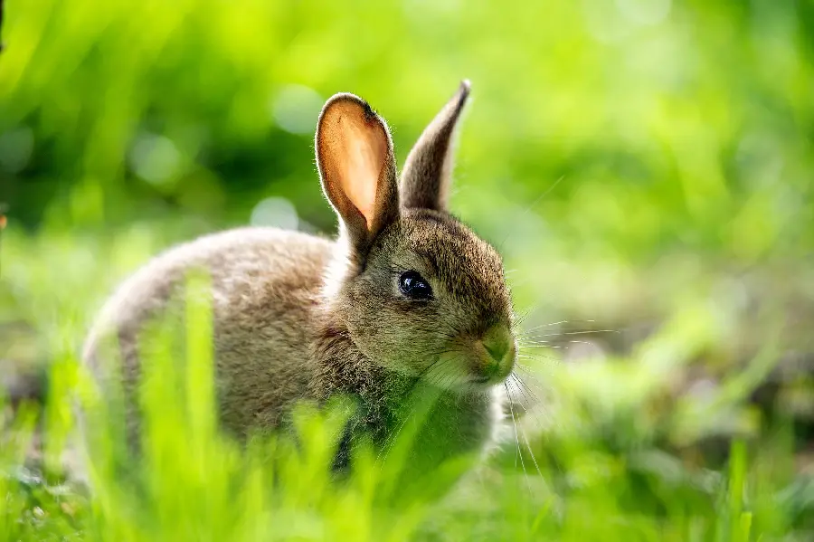 Stock photo Cute wild rabbit sitting among the greens 