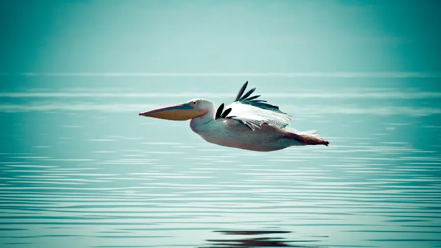 Interesting and spectacular wallpaper of a bird with amazing wings