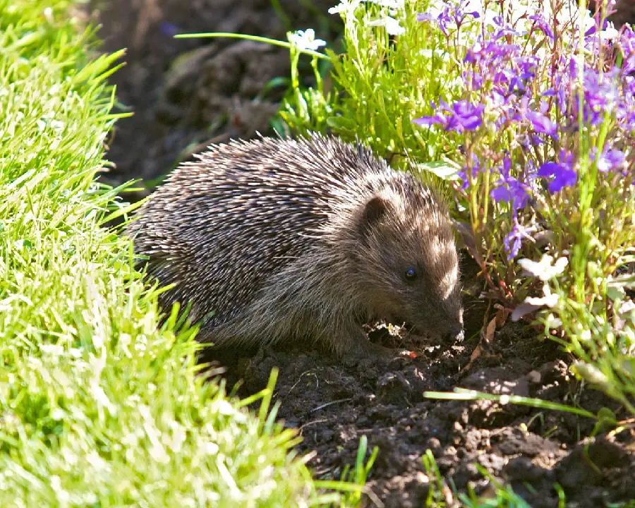 Brown hedgehog background among charming flowers and greenery