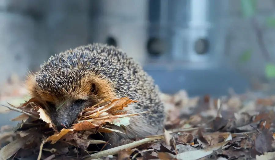 Close-up wallpaper of a hedgehog eating leaves and wood