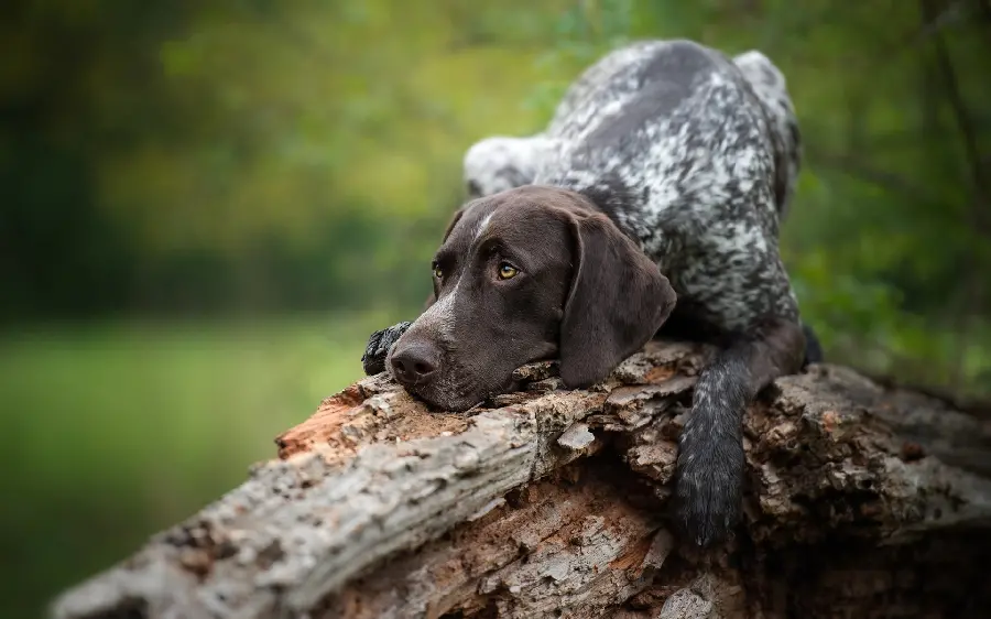 Incredibly beautiful wallpaper of a black dog with beautiful eyes