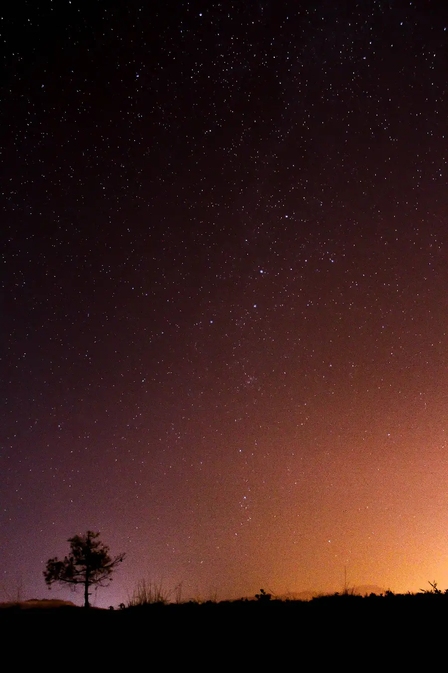  Photo of a lonely tree at night with many stars For wallpaper 