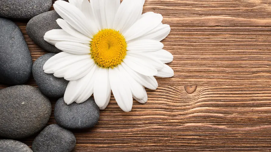 Stylish and spectacular wallpaper of smooth round stones and chamomile flowers