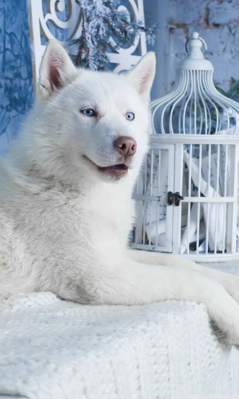  A very beautiful picture of a beautiful white husky with a very beautiful blue theme 