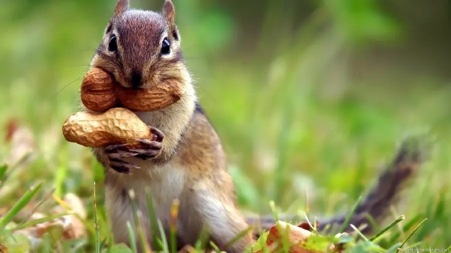 Amazing photo of a charming and cute squirrel eating peanuts