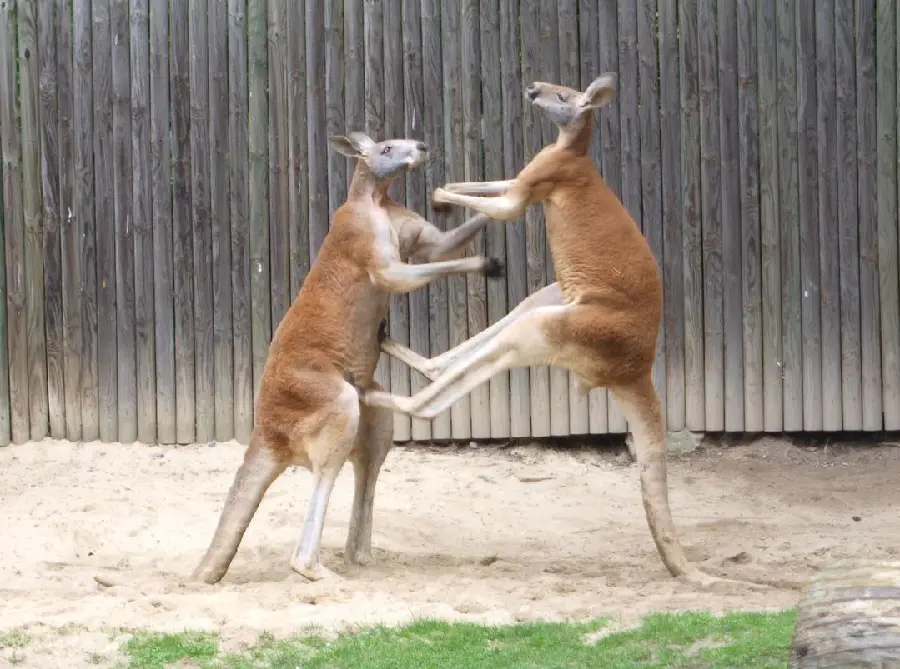 Very good and spectacular wallpaper of two baby kangaroos 