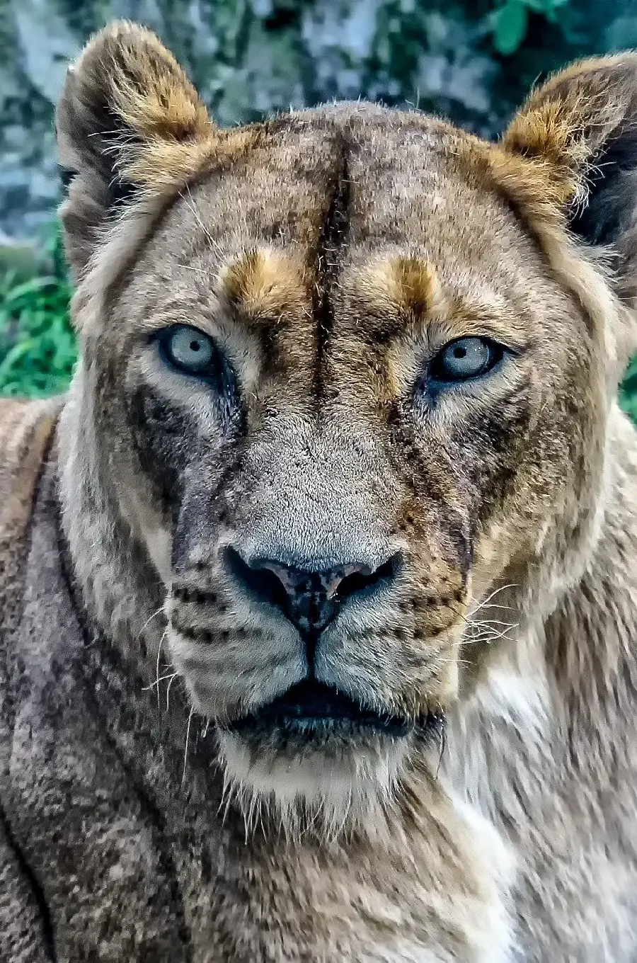 Stock photo of the most beautiful female lion in the world in excellent 5K quality