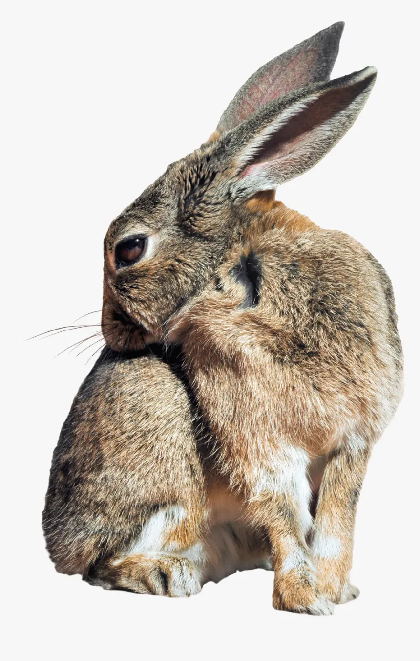 Gray Wild Rabbit Wallpaper with White Background