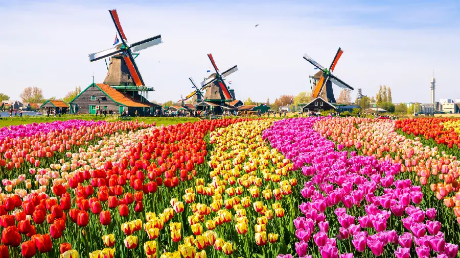 Download a very beautiful image of a beautiful landscape full of colorful flowers 