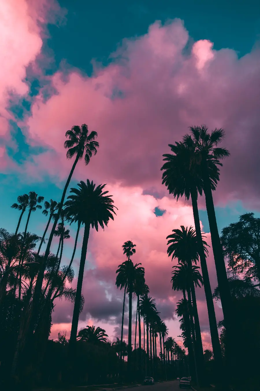 A spectacular view of decorative palm trees and pink clouds
