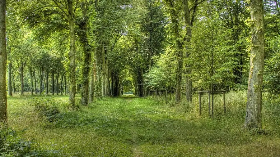 Download a fantastic image of a lush and very beautiful forest 