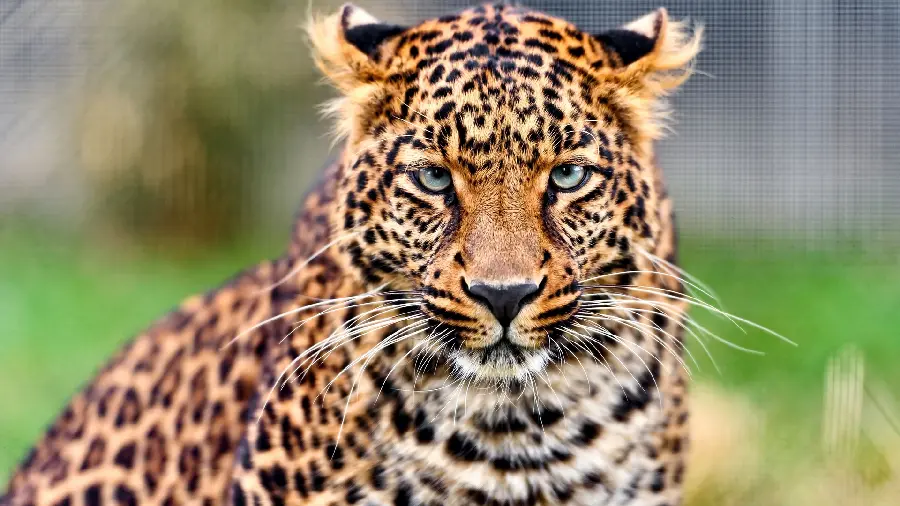 A different and special furry leopard wallpaper for laptops and computers