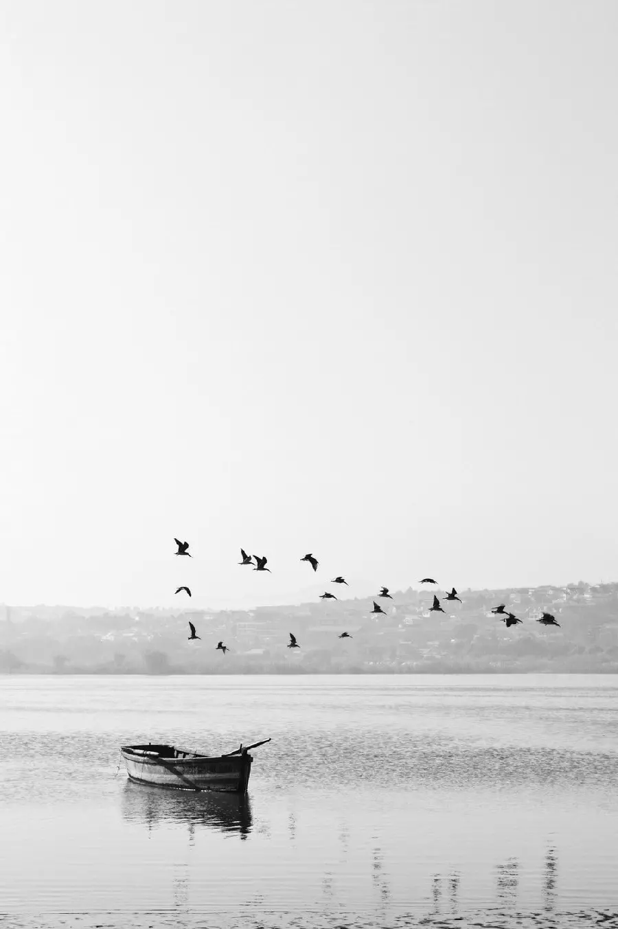 Black and White Profile of Wild Birds Flying Over a Still Lake