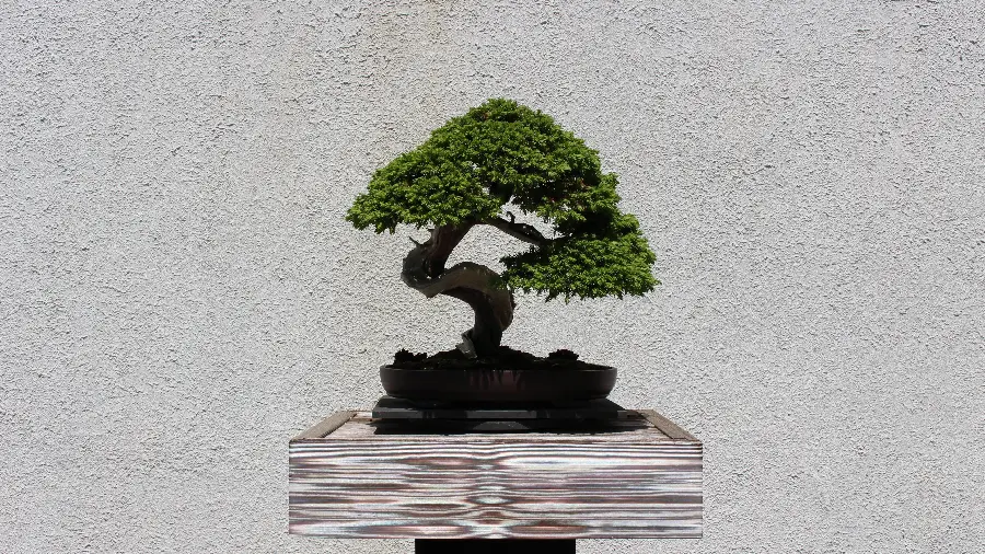  Beautiful and spectacular photo of a bonsai tree with excellent quality 