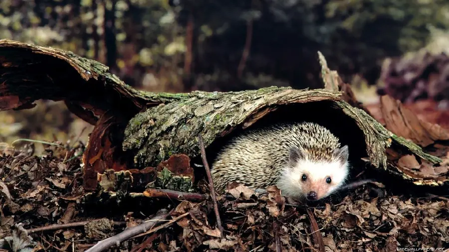 New background of a hedgehog under a piece of a tree trunk
