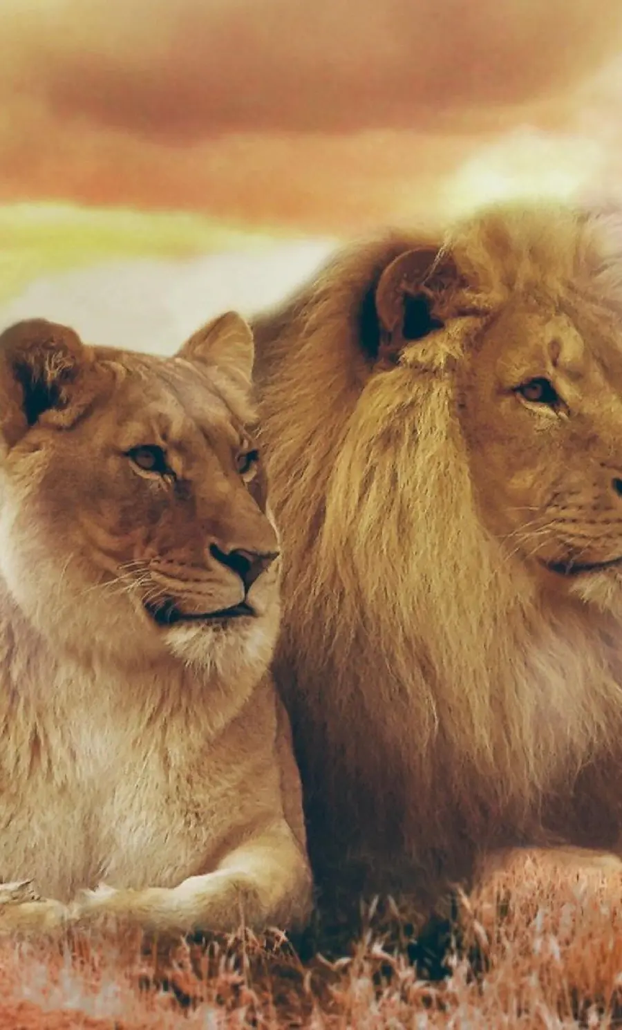 Magnificent male and female lion images for romantic profiles 2023