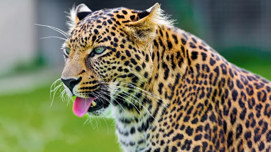 Rare stock photo of a wild leopard cub with blue eyes