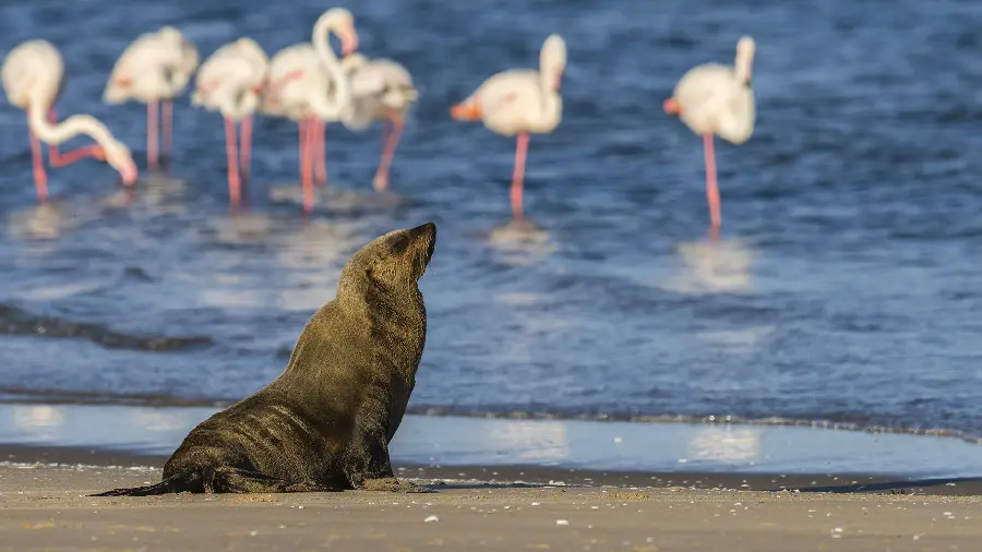 Super beautiful photo of a sea seal with high quality 