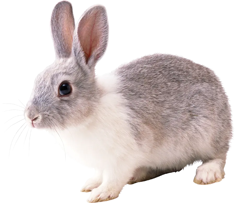High Resolution Wild Rabbit Stock Suitable for Photoshop