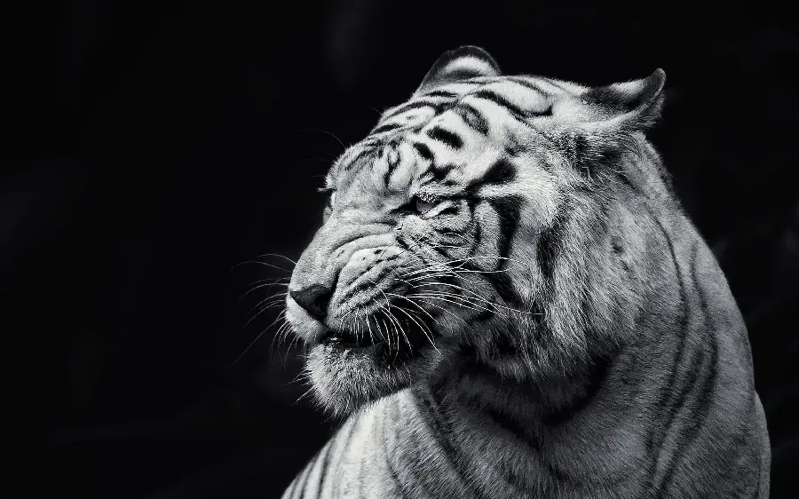 A macro and spectacular view of a black and white image of a wild Bengal tiger