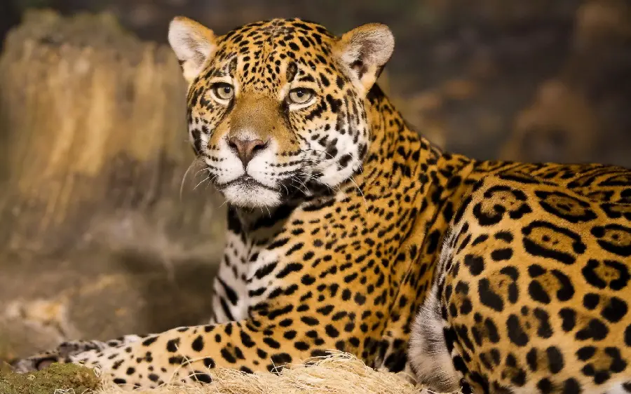 The simplest photo of a sad and tired leopard for research and projects