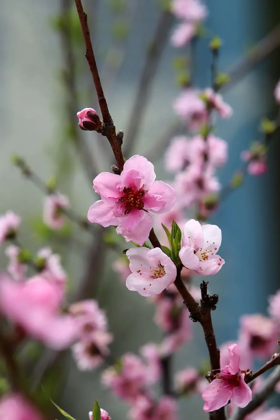 Download the most beautiful peach blossom background in very high quality