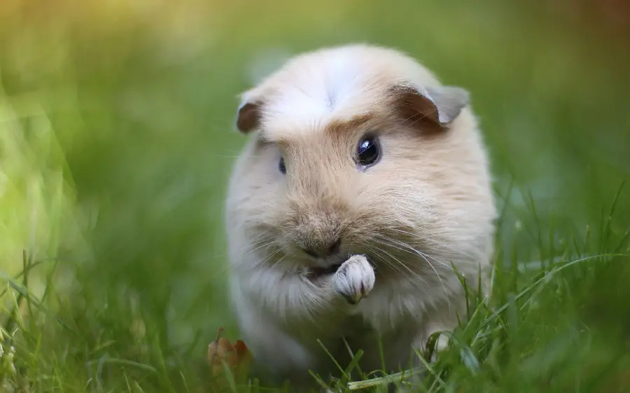 Photo Furry Guinea Pig and White Guinea Pig