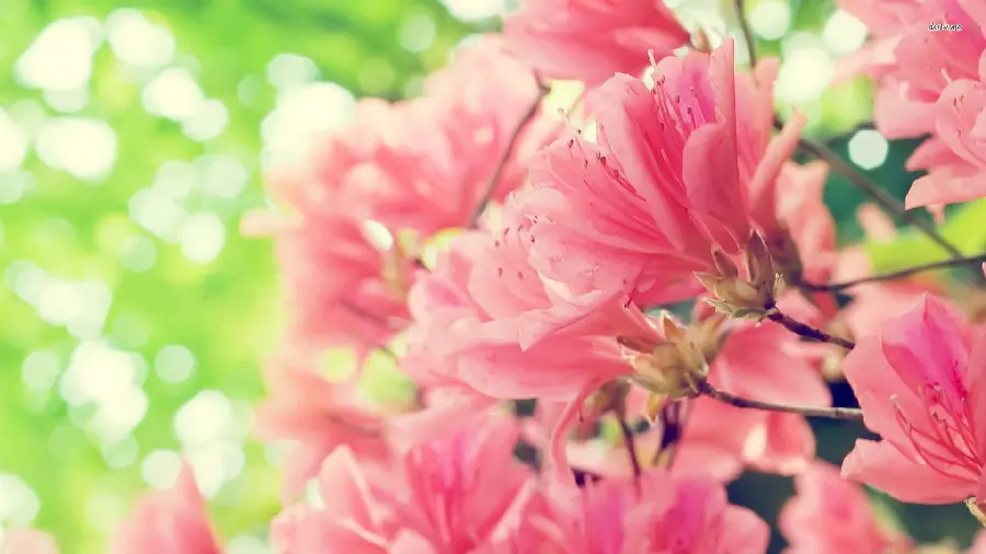Beautiful peach blossom wallpaper