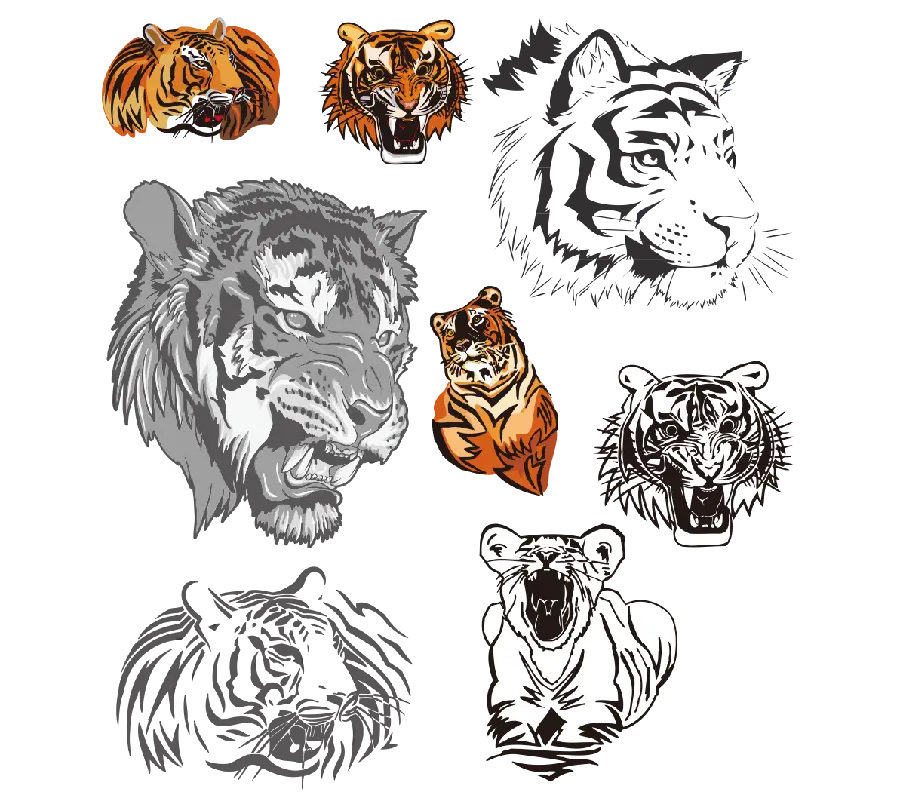 Tiger line drawing with real color and black white PNG PNG