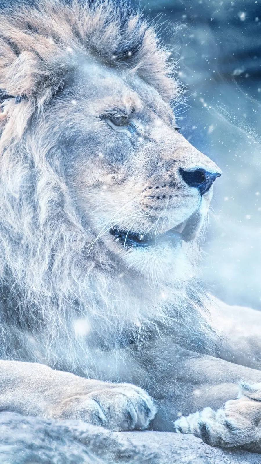 Cool photo of a lion boy in a snowy winter suitable for iPhone background