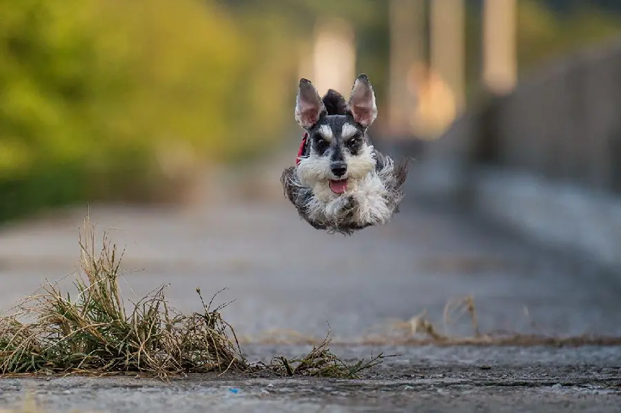 Real photo of a miniature dog and furry fantasy jumping 