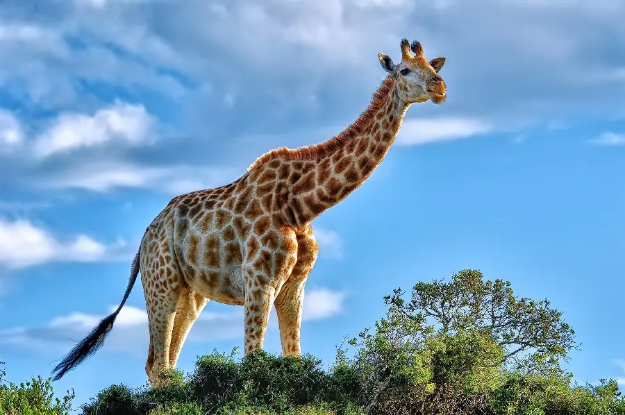 A very beautiful image of a huge giraffe in the lap of nature