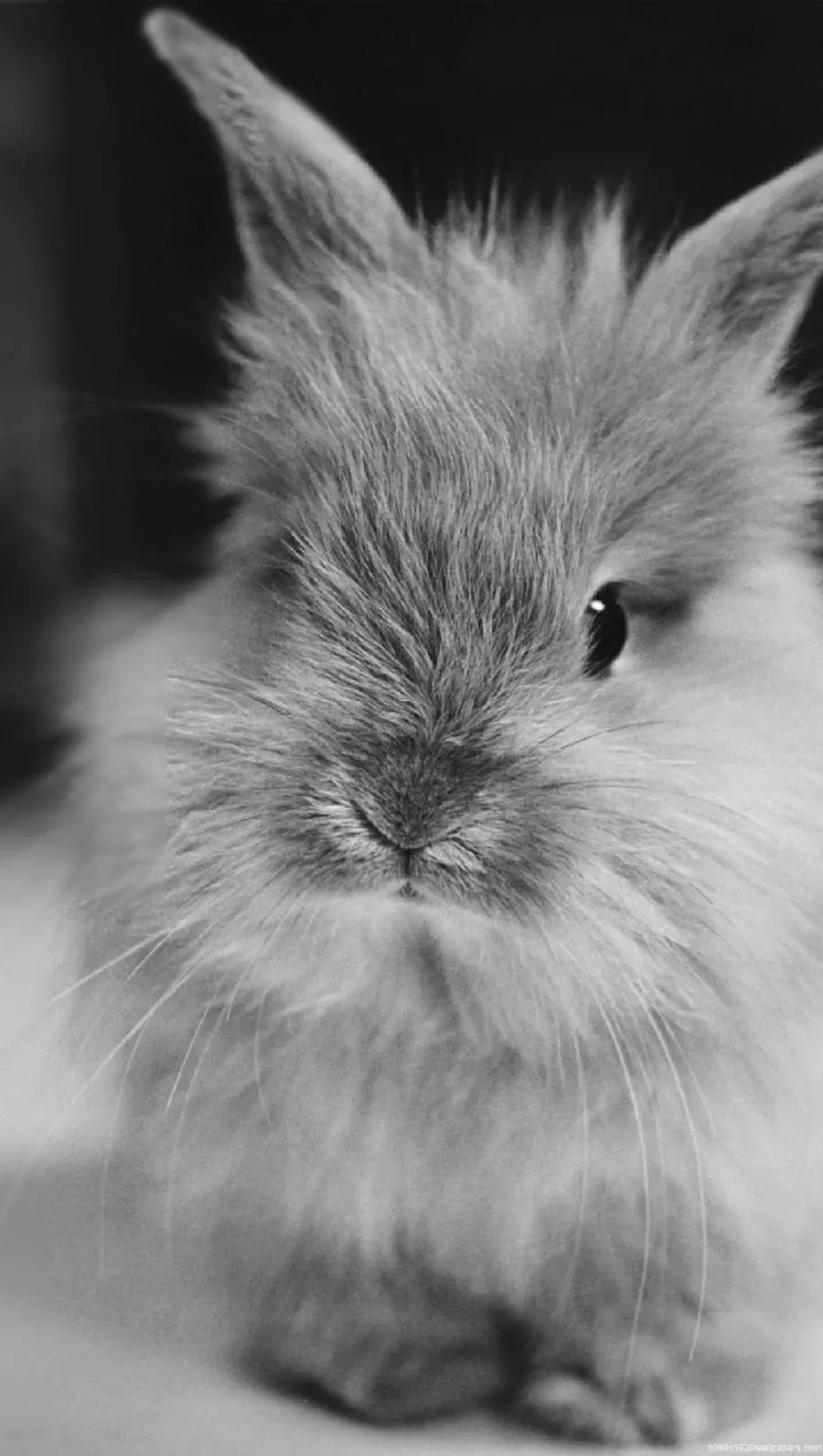 Black and white background of a cute bunny with chubby cheeks