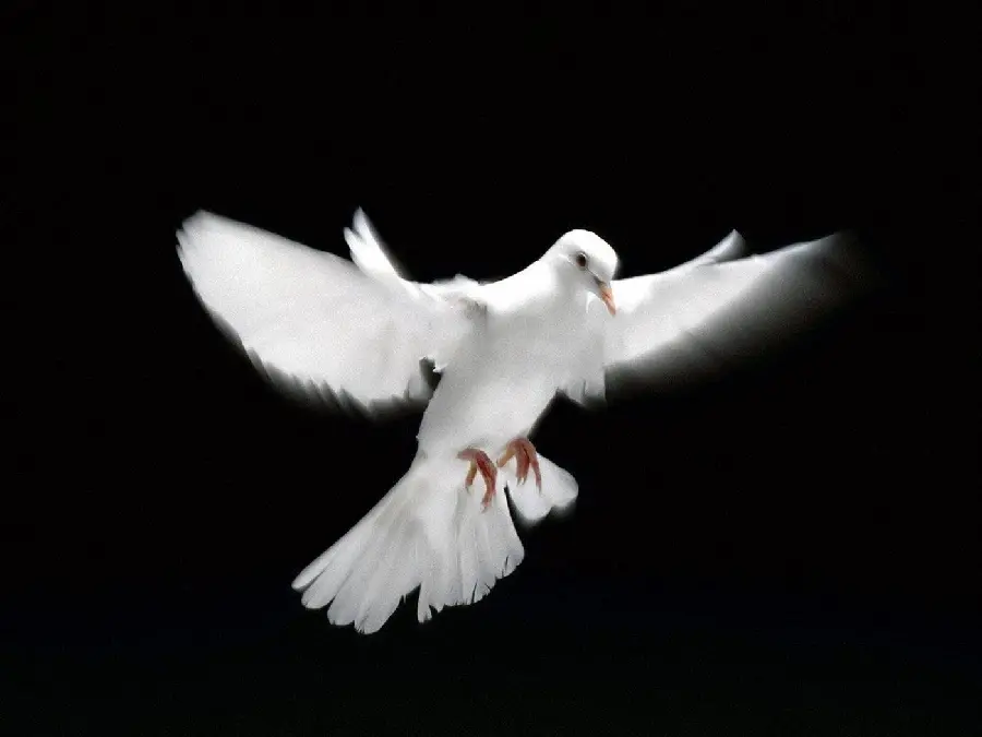 Background White Dove of Paradise with Black Background for Editing