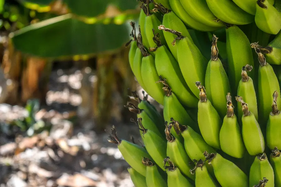 A spectacular image of a branch of an amazing tree full of bananas