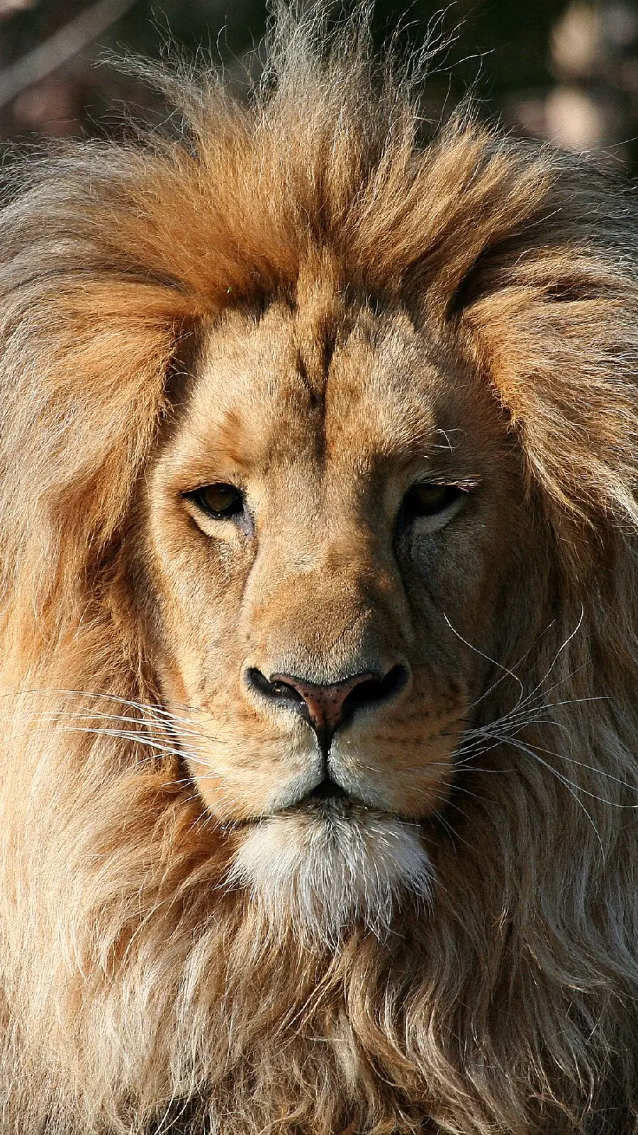 New boyish wallpaper of a furry lion for the iPhone 15