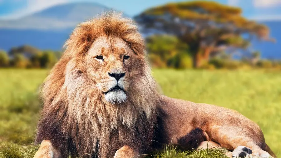 The latest jungle lion wallpaper with a blurred background in 4K quality