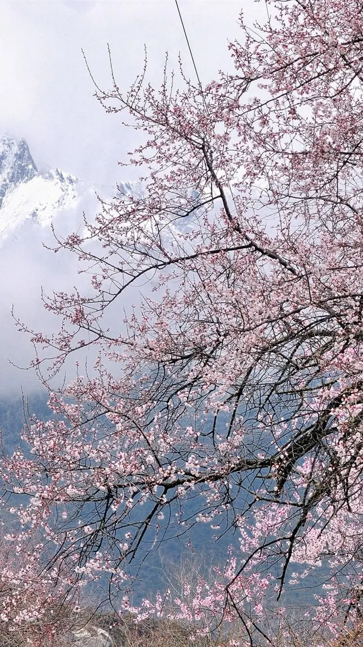 Unique and special background of pink blossoms