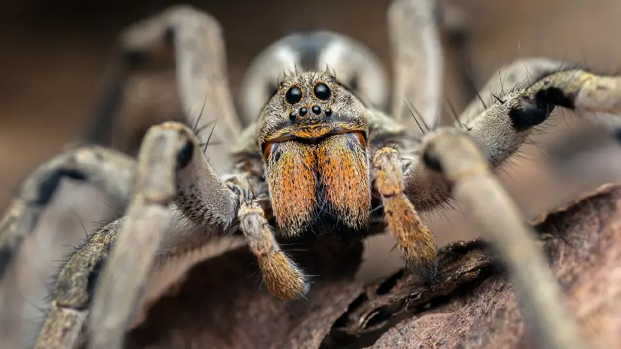  Interesting and amazing and amazing photo of a scary spider