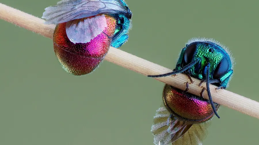 A macro photo of a type of holographic colored beetle with small wings