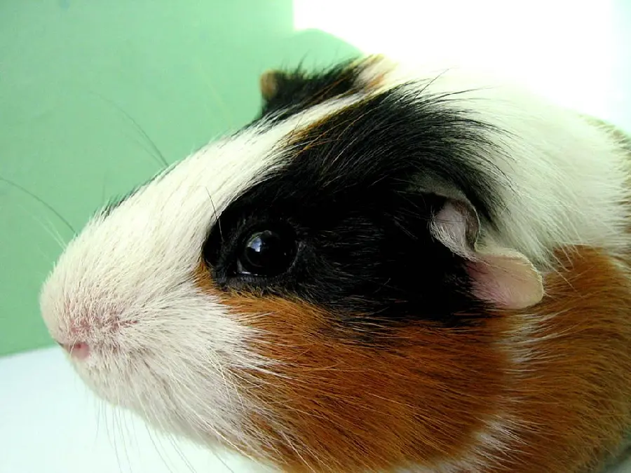  Very beautiful photo of a guinea pig with a combination of brown and white colors 
