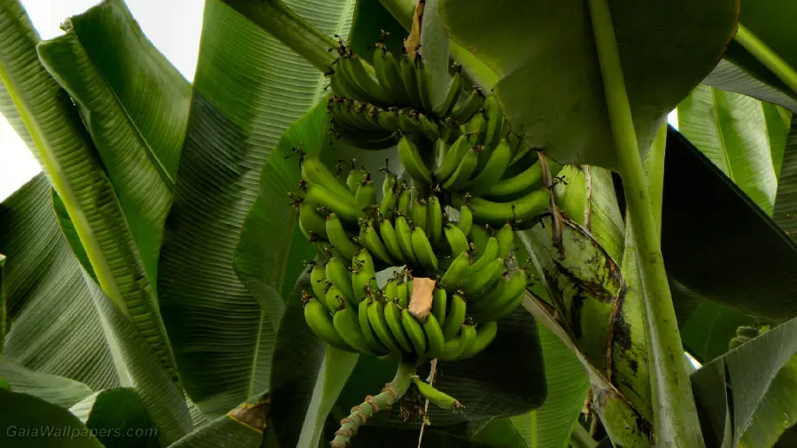 Amazing and Spectacular Portrait of Bananas Hanging from a Stunning Tree Branch