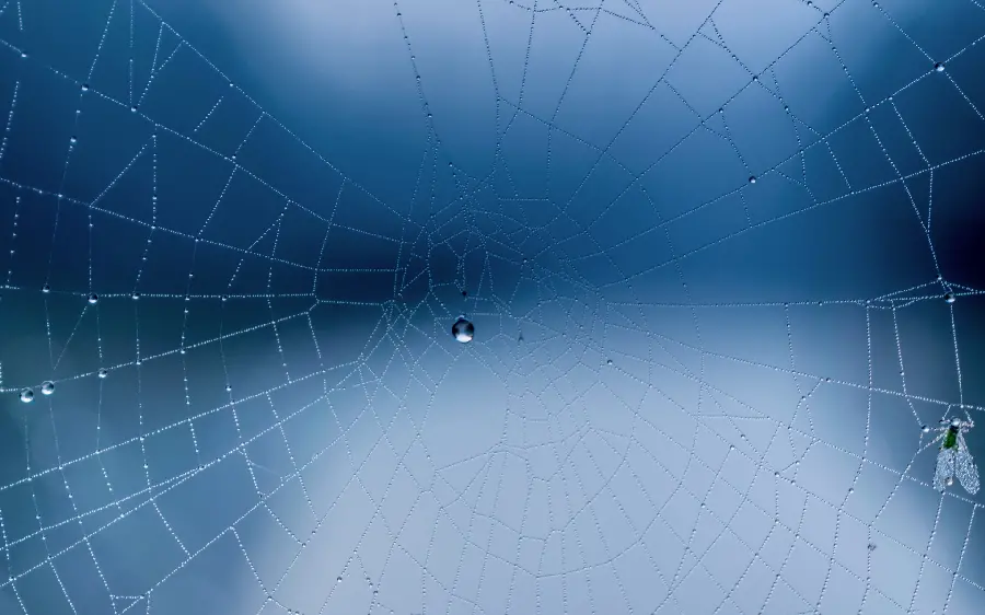 Beautiful and unique wallpaper of a spider web in high quality