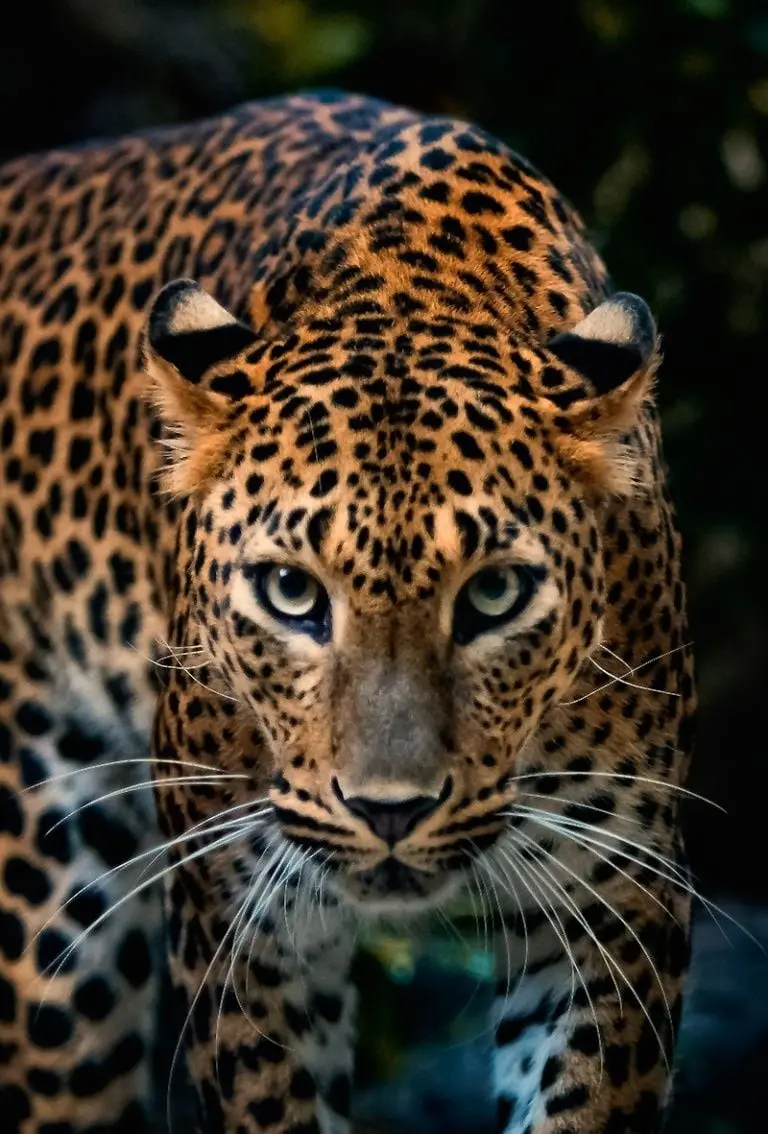 Adult jaguar wallpaper with a beautiful design and pattern for boy profiles
